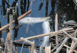 Eymir Gölü'nde alarm! Balık ölümlerine inceleme başlatıldı