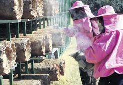 ‘Pembe maskeli kadınlar’ın bal hasadı