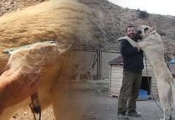 Mevsim kayması Kangal köpeklerinin fiziksel yapısını değişti