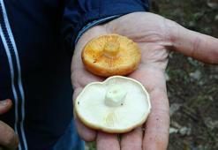 Mantarda doğru bilinen yanlışlar: Organlarınızı kaybetmiş olarak hastaneye gelirsiniz