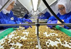 Kuru meyve ihracatçıları Hindistan seferine çıkıyor