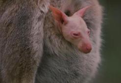 Nadir görülen albino valabi doğdu