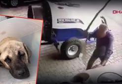 Bursa'da sopayla defalarca sokak köpeğine vurdu! Adli kontrolle serbest bırakıldı