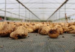 Kuru incir ihracatı yükseldi