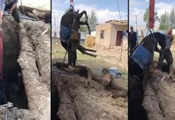 Van'da foseptiğe düşen eşeği itfaiye kurtardı