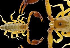 Bilim dünyasına duyuruldu! Eşinin ismini verdi