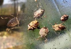 Bir kentte daha kokarca paniği! 'Görüldüğü yerde imha edilmeli'