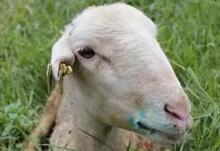 Mavi dil hastalığı nedir, mavi dil hastalığı belirtileri nelerdir? Mavi dil hastalığı insana bulaşır mı?