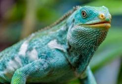 Dünyadaki sürüngenlerin en büyüğü ve en ağırı: Mavi iguana