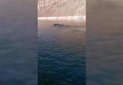 Karakurt HES Barajı'nda domuz sürüsü görüntülendi