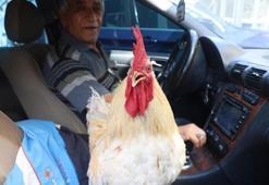 19 aydır beslediği horozuna gelen tüm teklifleri reddetti