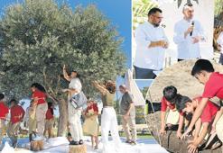 İlk zeytin hasadı çocuklardan