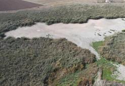 Kuraklığın etkileri ürkütücü boyutlarda! Türkiye'nin en önemli kuş cenneti tamamen kurudu