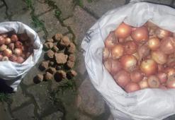 Sinop’ta akılalmaz olay! Soğan çuvalı satın aldı gözlerine inanamadı