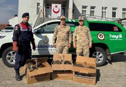 Ağrı'da otobüste ele geçirildi! 6 yavru deve kuşunu kutulara koymuşlar