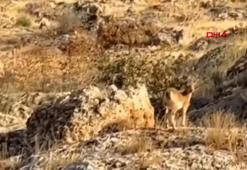 Nusaybin’de 3 dağ keçisi görüntülendi