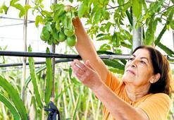 Kadın çiftçiyi destekleyecek