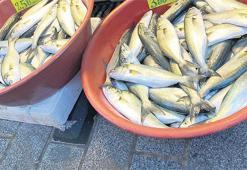 Boğaziçi lüferine uluslararası tanıtım