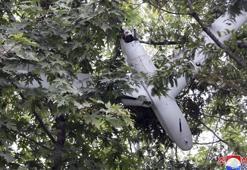 Kuzey Kore-Güney Kore İHA gerilimi: Teyit edilirse savaş ilanı!