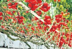 Yerli ve milli tohum geliştiriyor