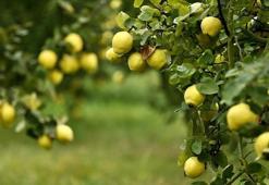 Geyve ayvası 35 ülkeye ihraç ediliyor