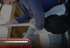 Her ineğin midesinde bir mıknatıs var! 'Bill Gates' diyenler yanıldı, ölünce çıkarılıyor