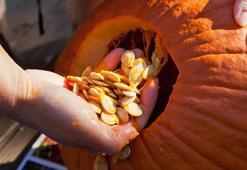 Ay çekirdeğine taş çıkartır, kabuğu da yeniyor! Fırında kavurun, vitaminli atıştırmalık