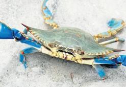 ‘Mavi yengeç’ ödül getirdi