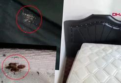 Antalya'nın kabusu oldu! Turistler valizlerinde getiriyor