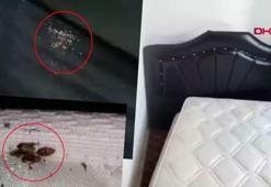 Antalya'nın kabusu oldu! Turistler valizlerinde getiriyor: Kan emerek yaşıyor