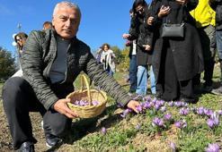 Dünyanın en pahalı baharatında hasat başladı