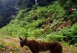 Ayı ve vaşak fotokapana takıldı