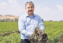 Fıstık ihracatında artış beklentisi