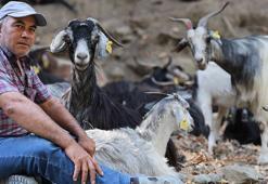 Çobanların kabusu oldu! 'Bir yılda 110 hayvanım gitti, canımıza tak etti'