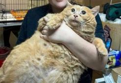 Dünya'nın 'en şişman' kedisi öldü