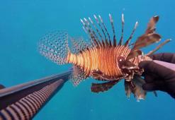 Ölü sandığı zehirli aslan balığı hastanelik etti