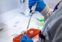 İlk kez oluyor! M çiçeğinin yeni varyantı klad 1b ortaya çıktı