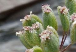 Sadece Tunceli'de var! Dünya literatürüne kazandırıldı