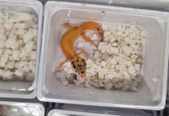 100 leopar kertenkelesi yatağın altında yakalandı