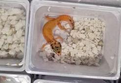 100 leopar kertenkelesi yatağın altında yakalandı