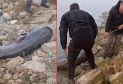 Amatör balıkçılar gözlerine inanamadı! 2 metre boyunda, 75 kilogram ağırlığında...