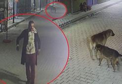Kedileri 3 sokak köpeğine parçalattığı iddia edilen şüpheli yakalandı