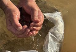 Siirt'te baraj göllerine bırakıldı! Tam 2 milyon adet