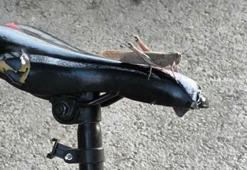 Elazığ’da dev etçil çekirge görüldü