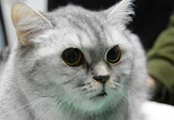 Sürekli hapşıran kedi Türkiye'de bir ilk oldu!