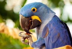 Papağanlar ses telleri olmamasına rağmen nasıl konuşabiliyor?