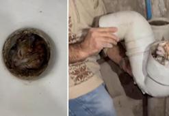 Isparta'da evlerinin tuvaletinden gelen sesle şaşkına döndüler! Sıkışan yavruyu itfaiye kurtardı