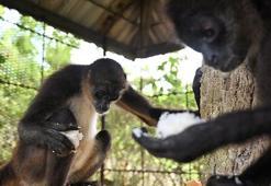 'Maymunlar Cehennemi' gerçek mi oluyor! 43 deney maymunu firar etti