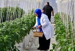 Organik tarıma sağlanan destek 11 milyar lirayı buldu