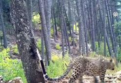 Anadolu parsı fotokapanla görüntülendi
